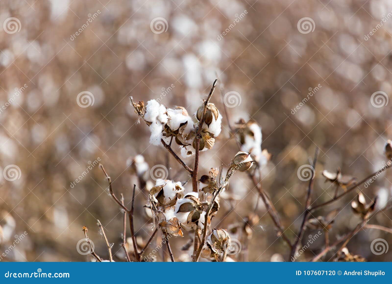 Big Cotton Buds Bloom on a Blurred Background Stock Photo Image of nature, agriculture 107607120