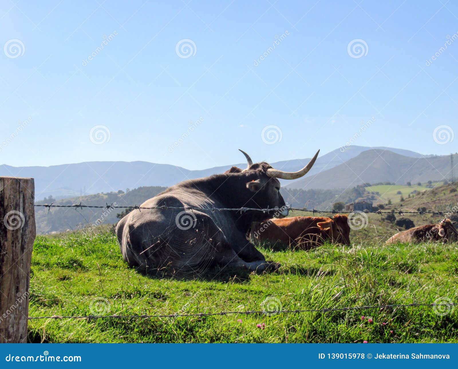 big cow with the picos de europa, part of the cantabrian mountains in northern spain