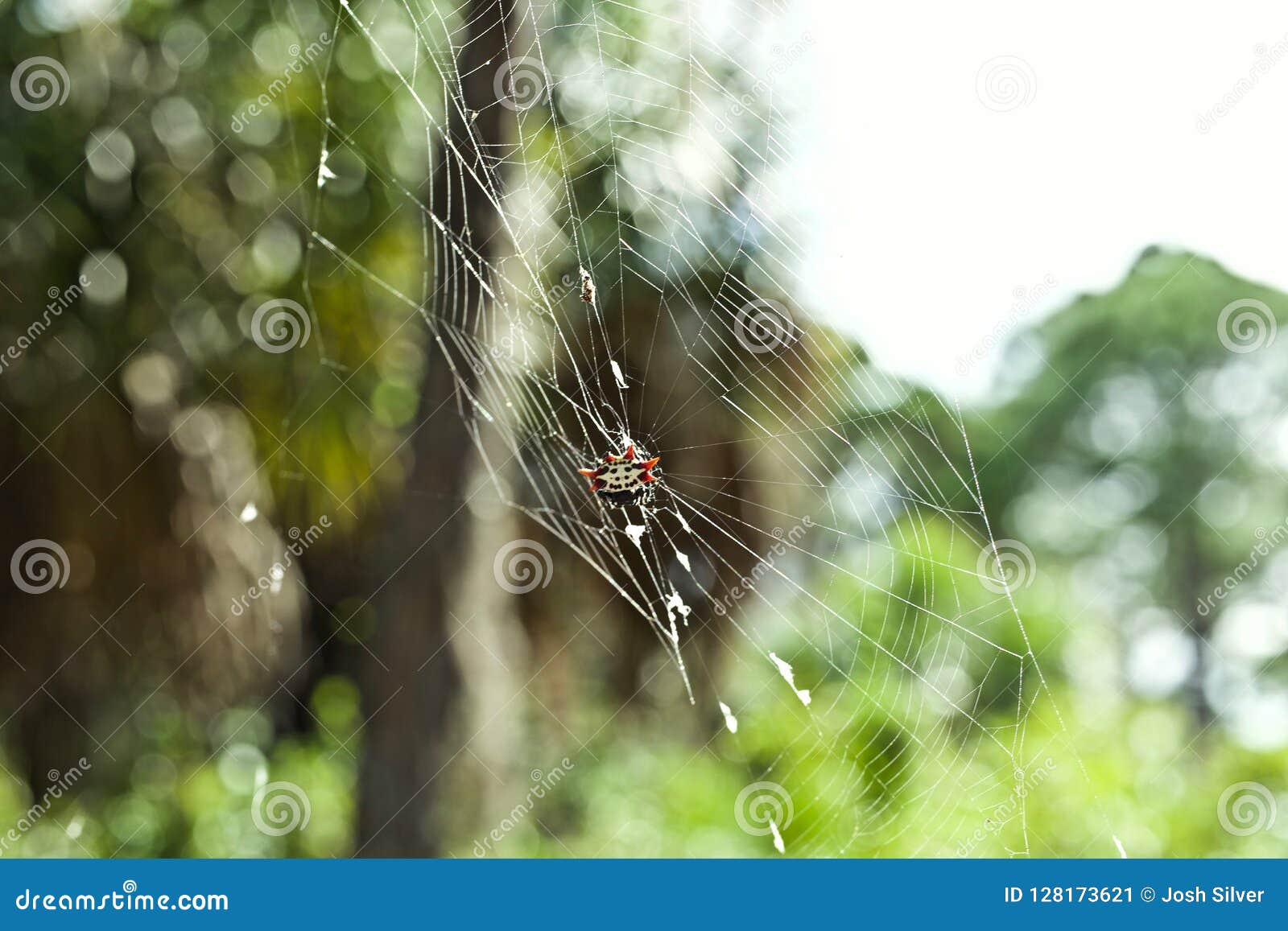 Florida Crab Spider in a  Stock Image Image of venemous, spider
