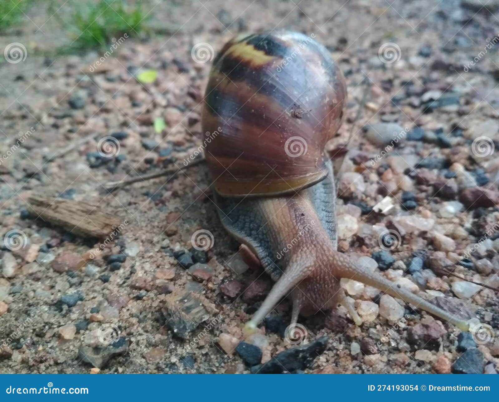 Crawling Snail On Night Wet Stone Pedestrian Road RoyaltyFree Stock