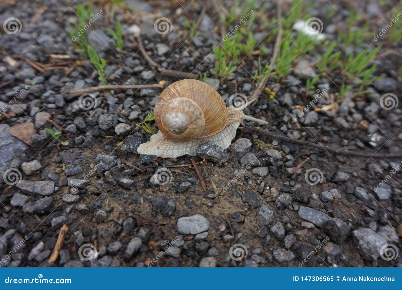 Crawling Snail On Night Wet Stone Pedestrian Road RoyaltyFree Stock