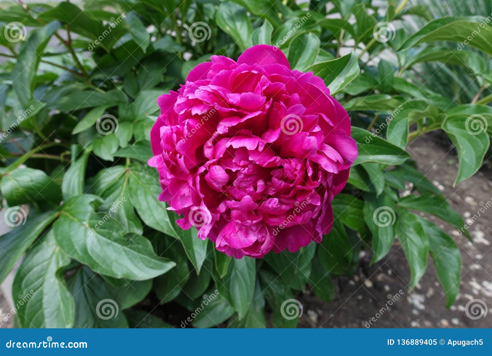 Big Crimson Flower of Peony in Spring Stock Image Image of