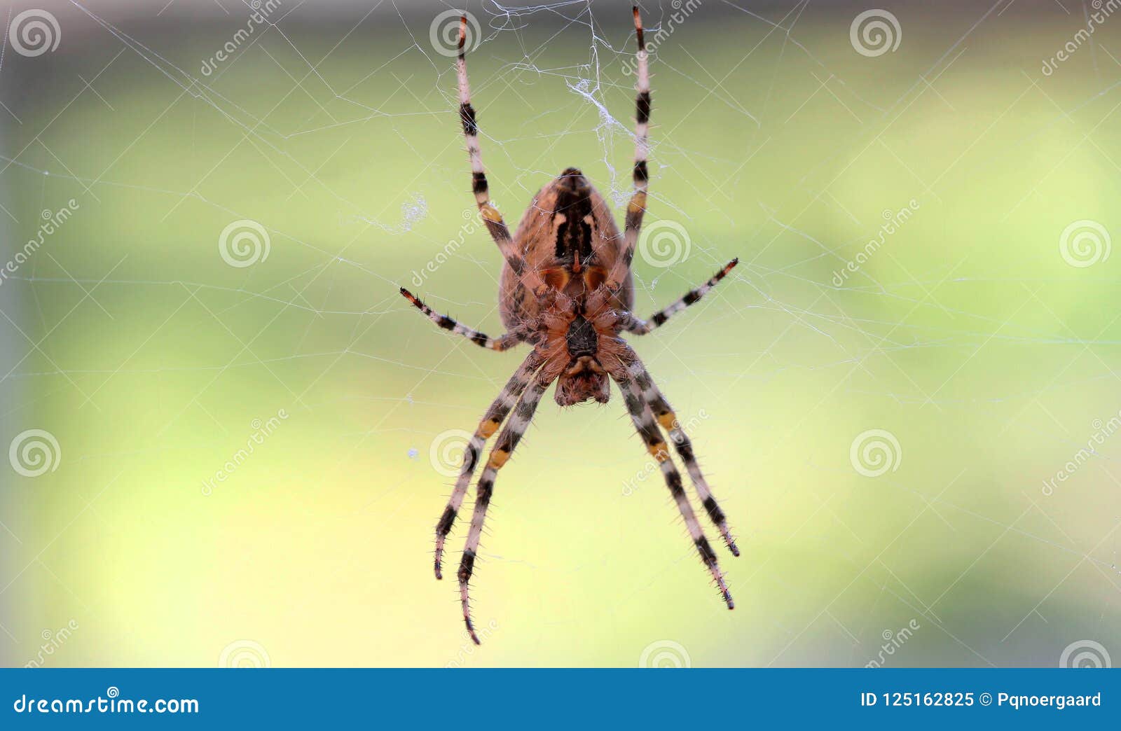 big cross spider in a web close-up