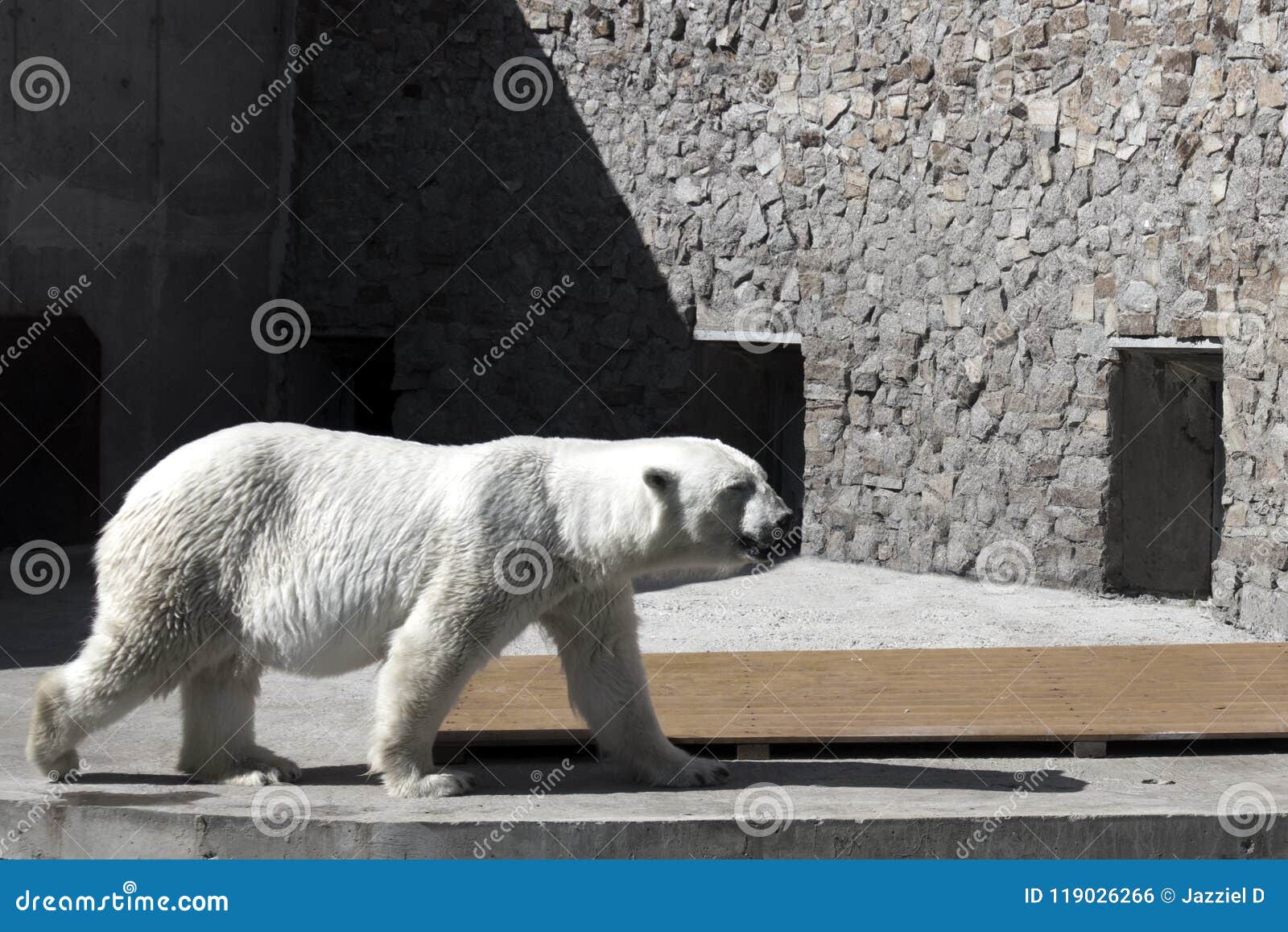 big cute adult white bear walking in a zoo cage