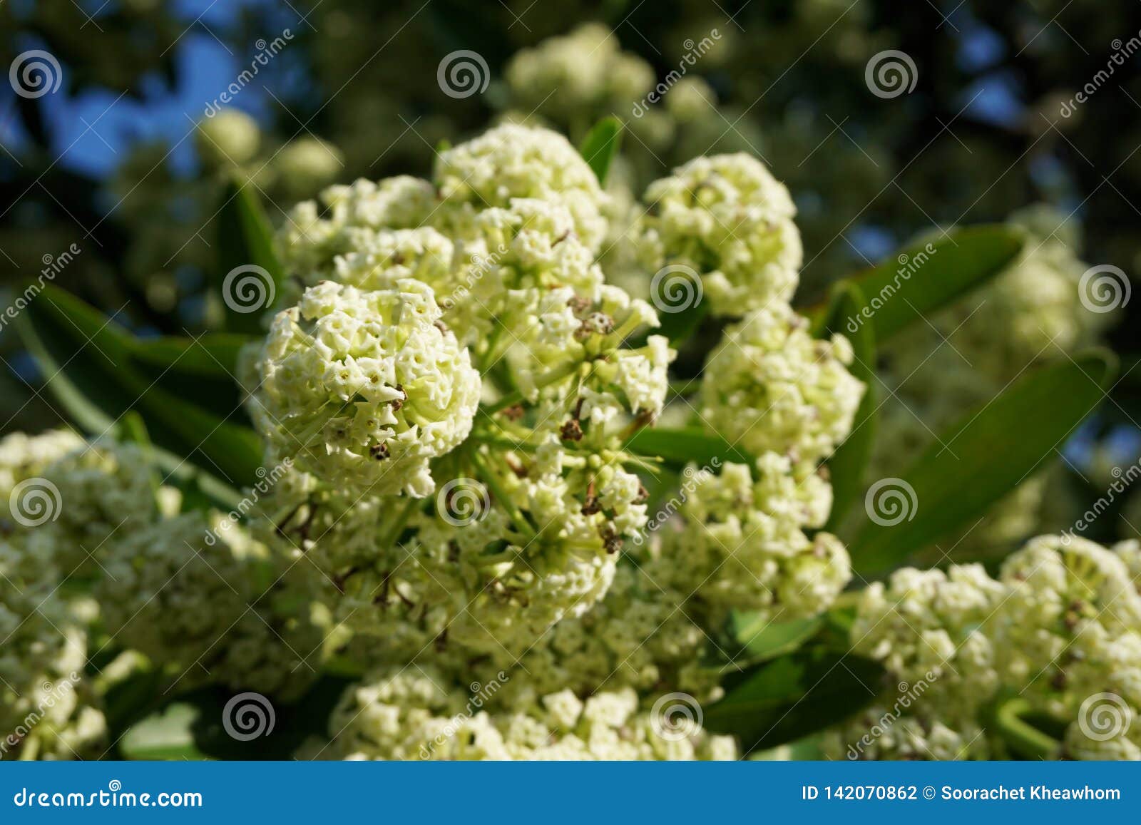 Big Devil Tree with a White Flower Bouquet . Stock Photo - Image of ...