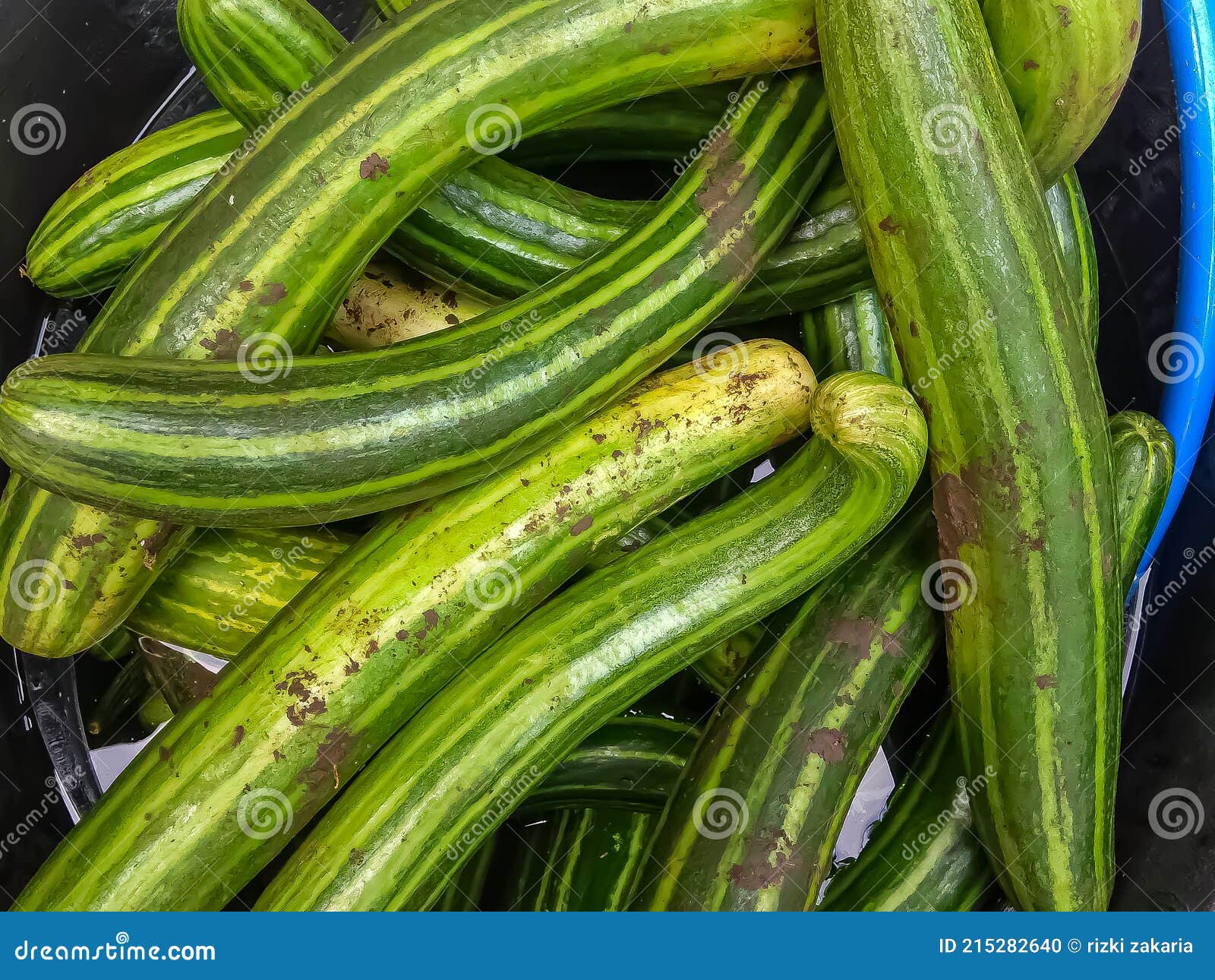 Big Dirty Cucumber To Be Washed Stock Photo Image of cuisine, washed