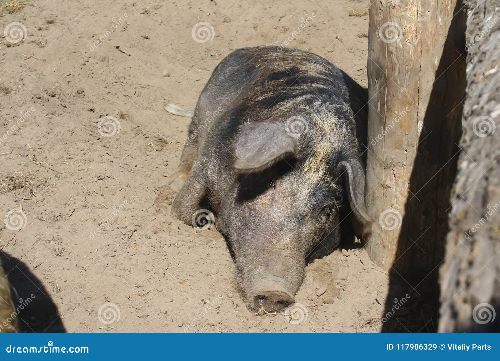 anal Dirtiest pig fat