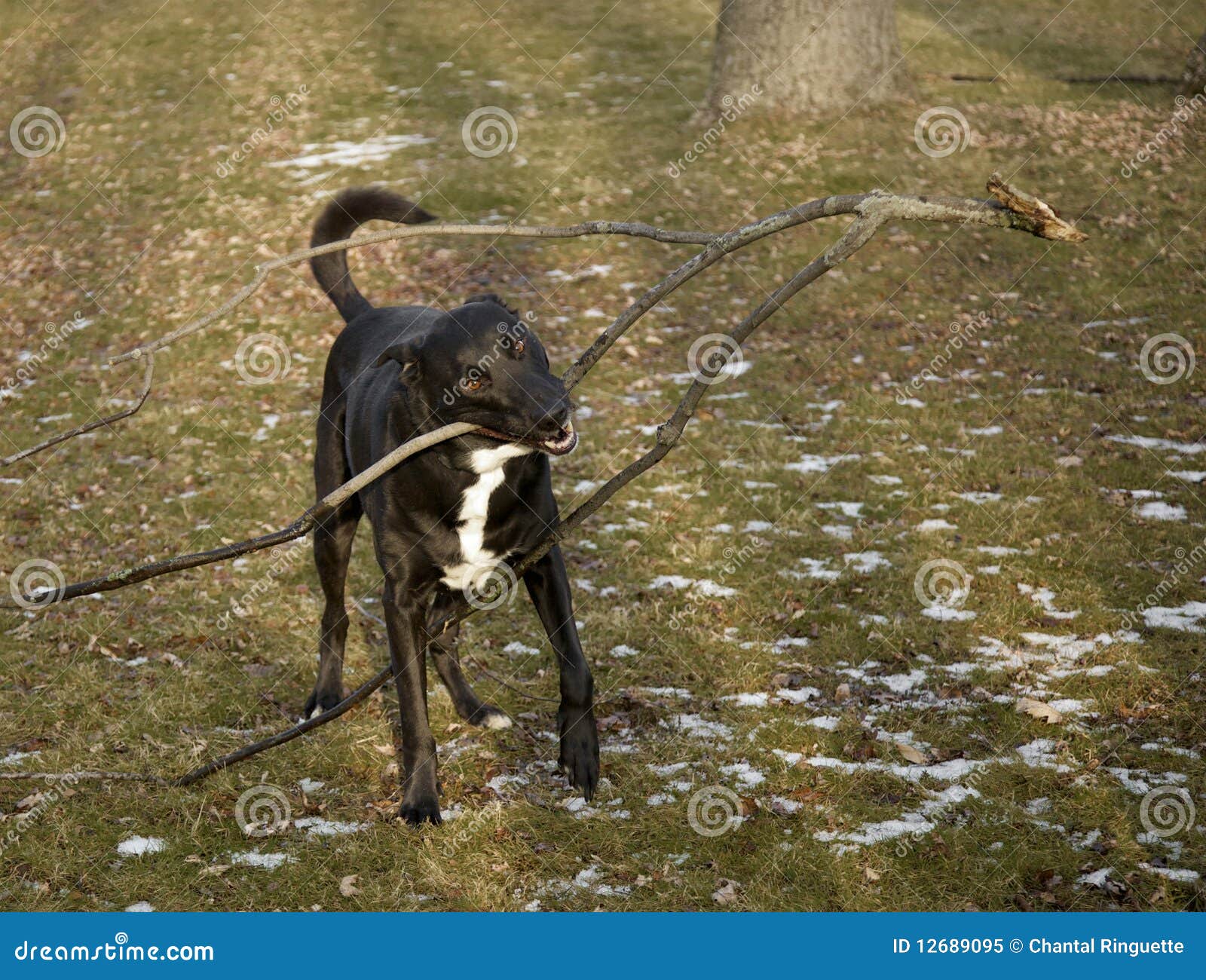 Big dog with big stick stock image. Image of tree, biting 12689095