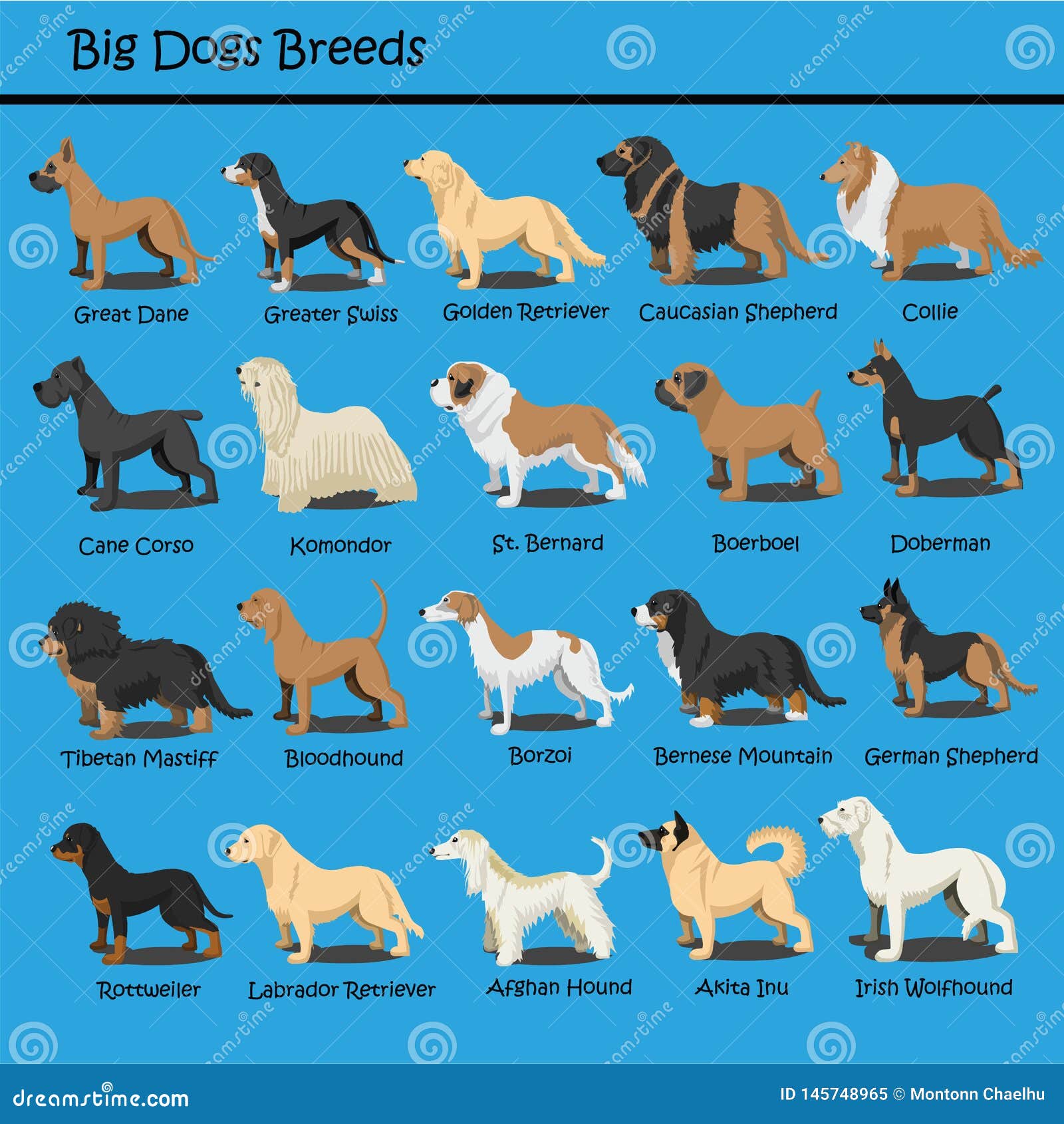 big dog breeds with pictures