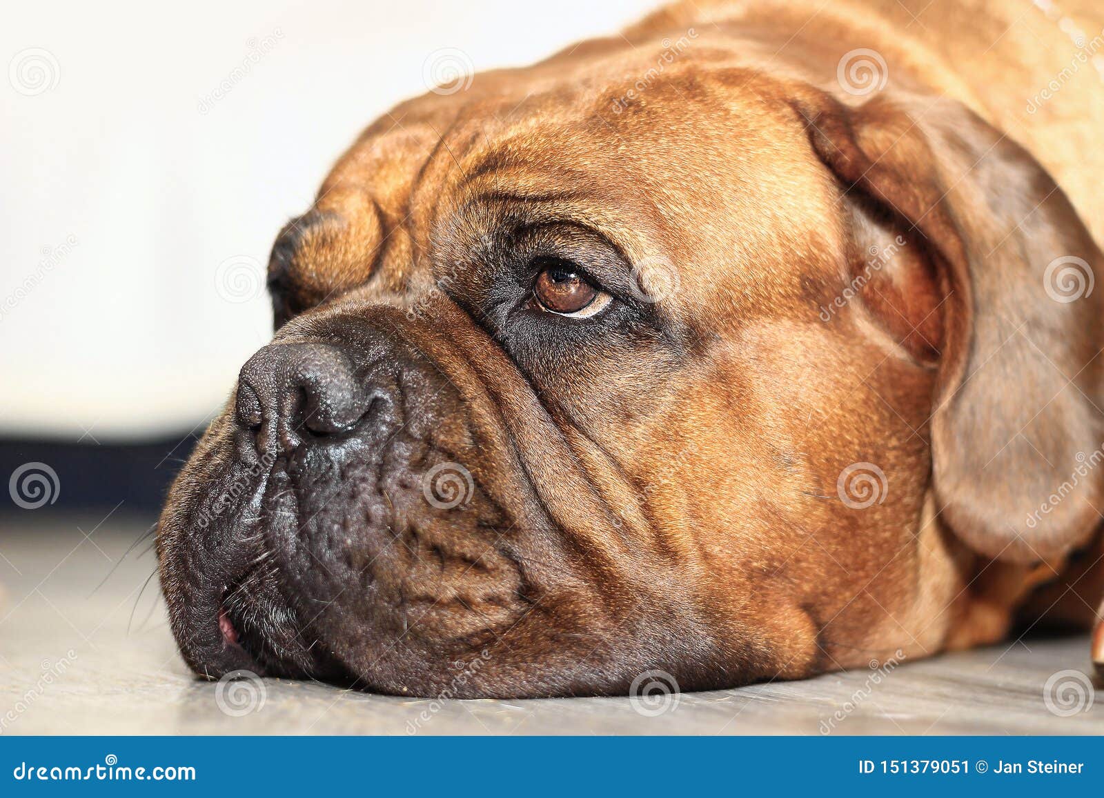 dog. Dogue de Bordeaux stock image. Image of face - 151379051