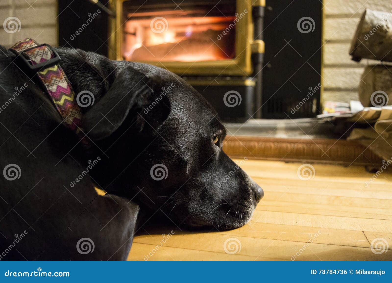 Dog in front of fireplace stock photo. Image of hardwood 78784736