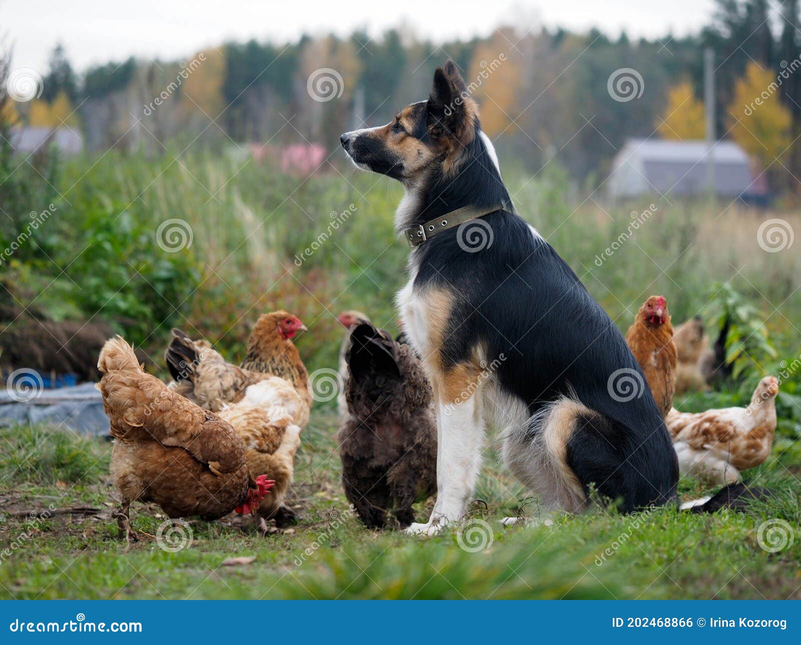 are german shepard dogs good with chickens
