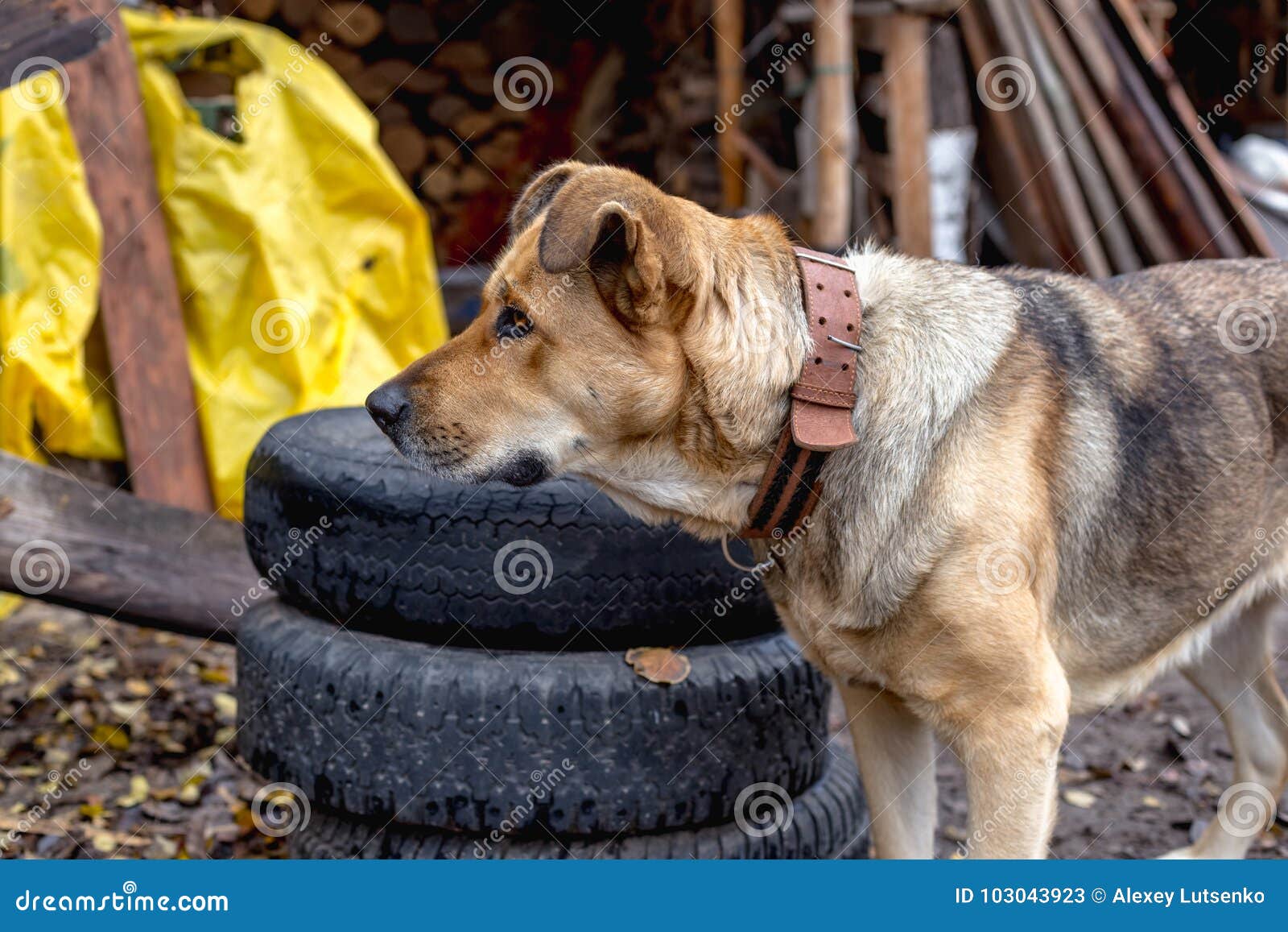 Big Dog on a Leash in the Yard Stock Image Image of outside, lonely