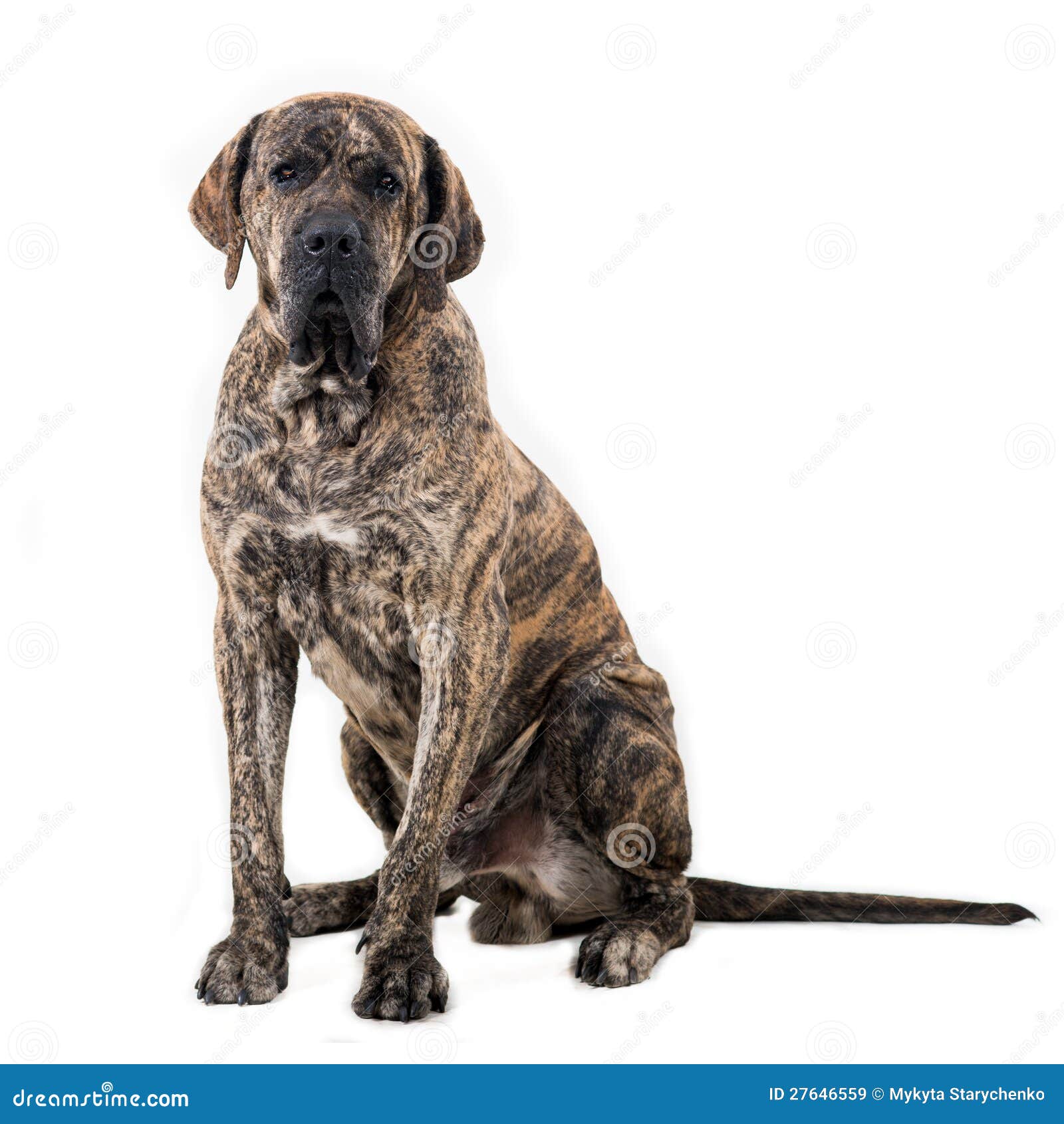 3,391 Big Sitting Dog Isolated Photos 