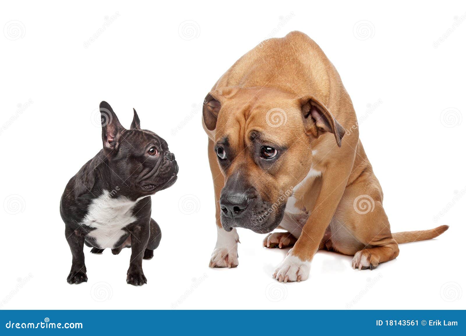Big Dog Small Dog stock image. Image of white, staffordshire 18143561
