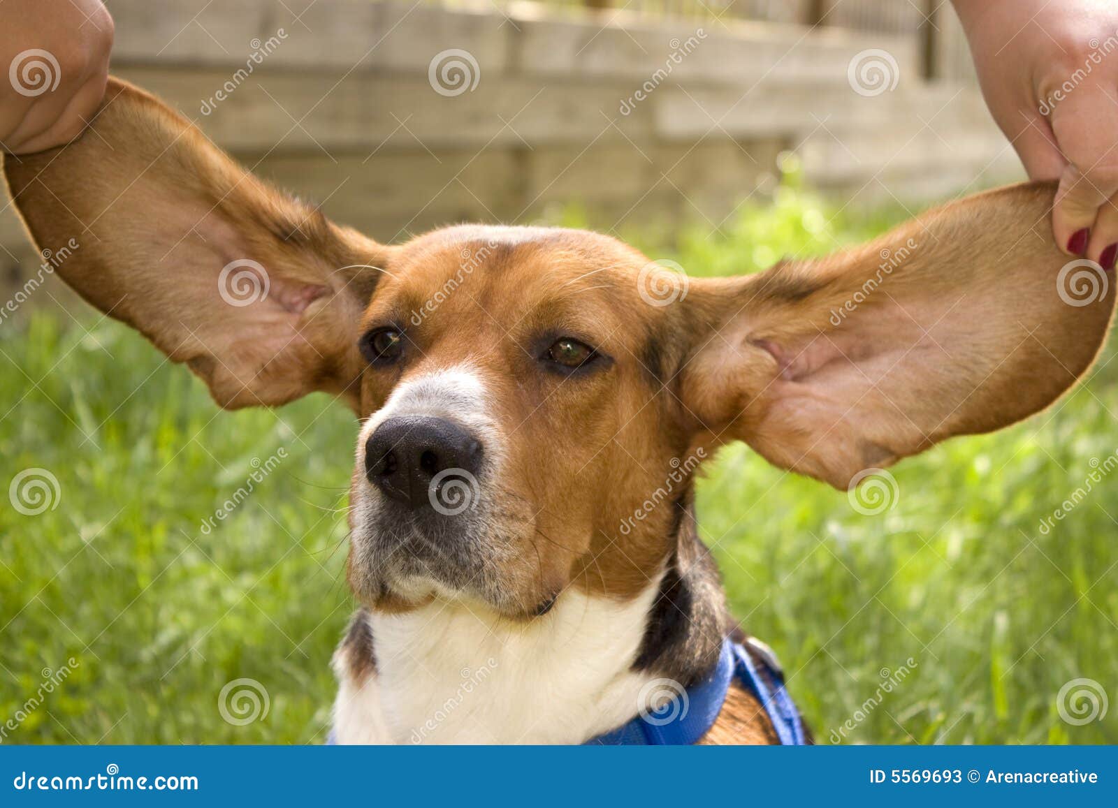 Huge beagle hotsell