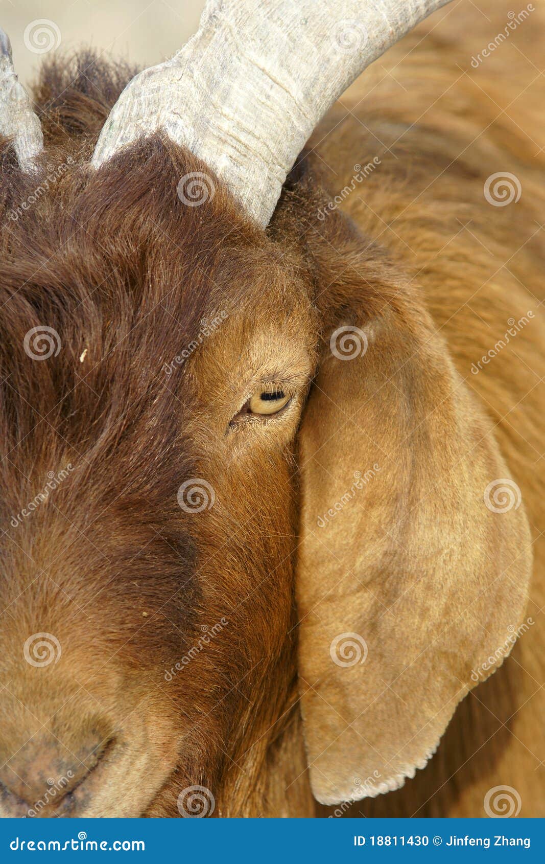 Bigear sheep stock photo. Image of animal, sheep, brown 18811430
