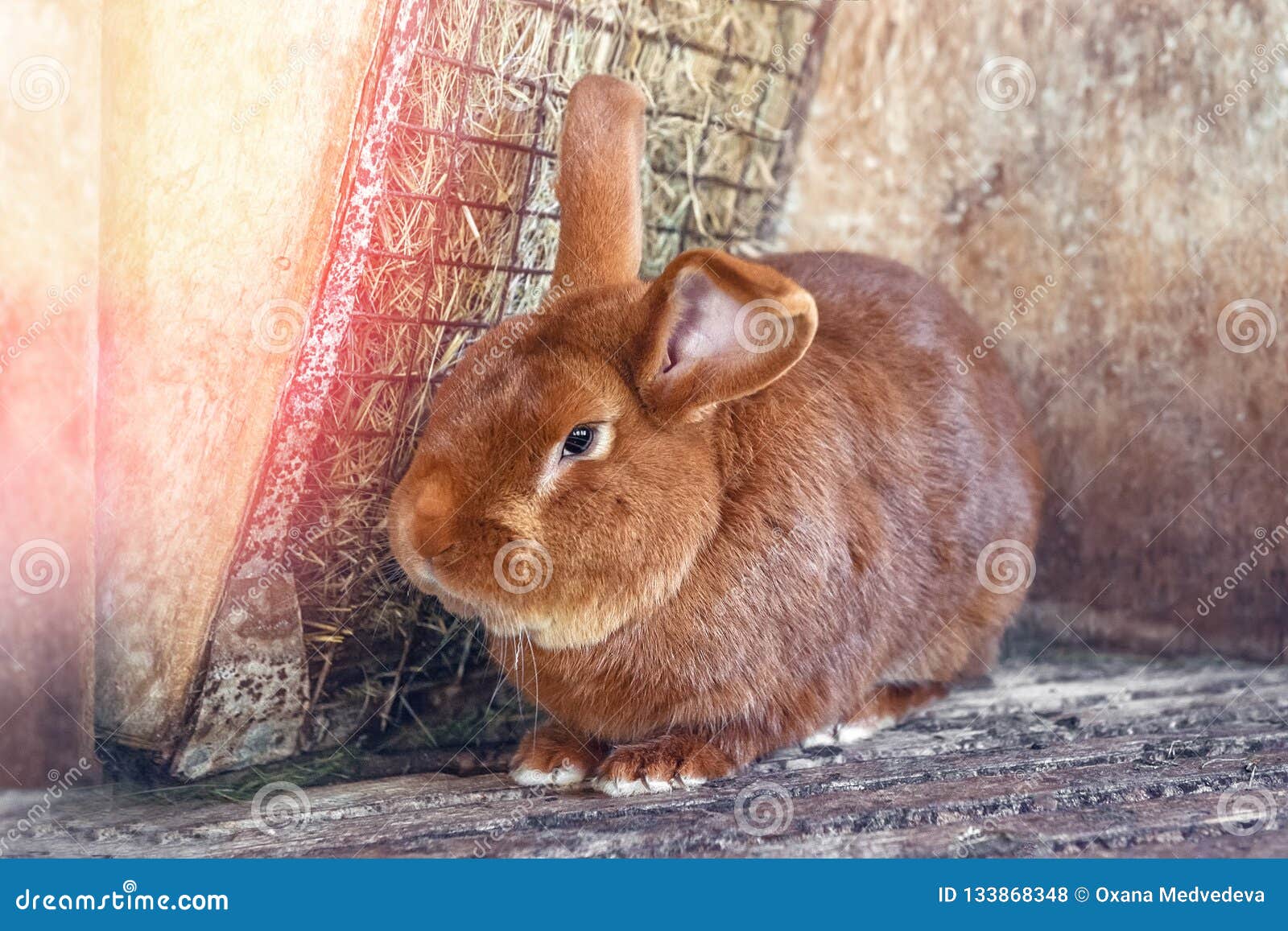 Big-eared Red-haired Fat Rabbit Lives in a Cage with Hay. Farm Breeding