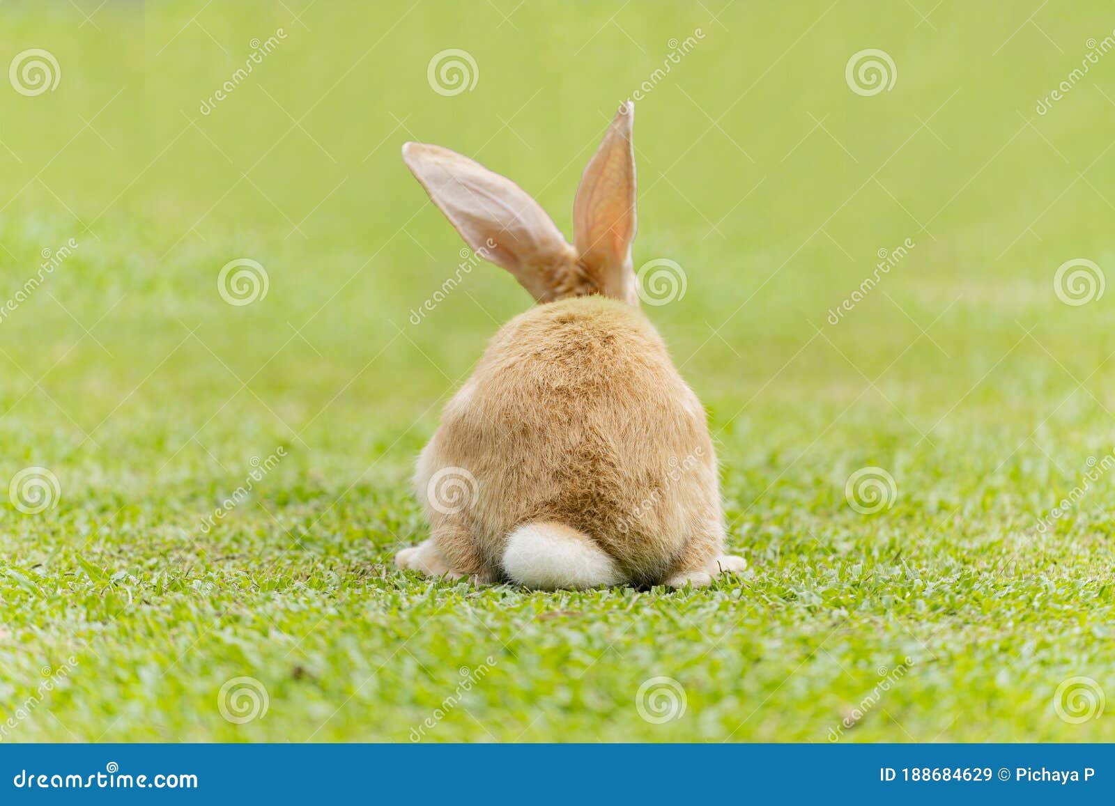 Big Ears Rabbit Walks Around on Grass. Close Up Bunny Rabbit on Back