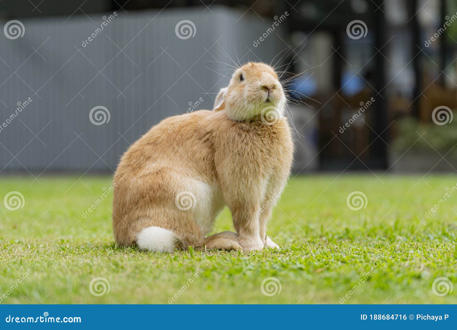 Big Ears Rabbit Walks Around on Grass. Close Up Bunny Rabbit on Front