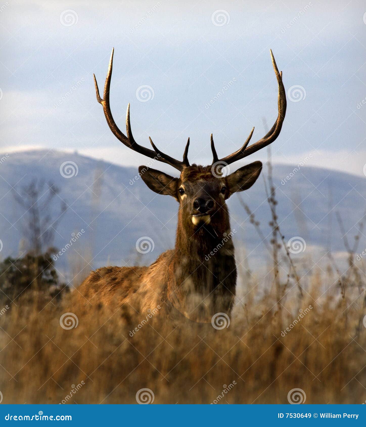 Big Elk Large Rack Horns Montana Stock Image Image of rack, field
