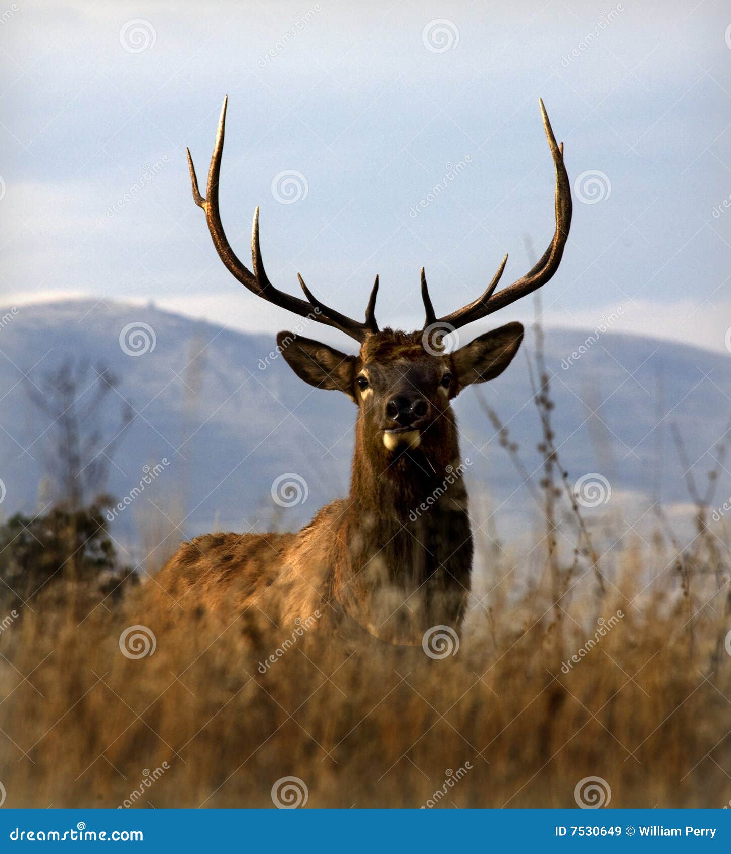 big elk large rack horns montana