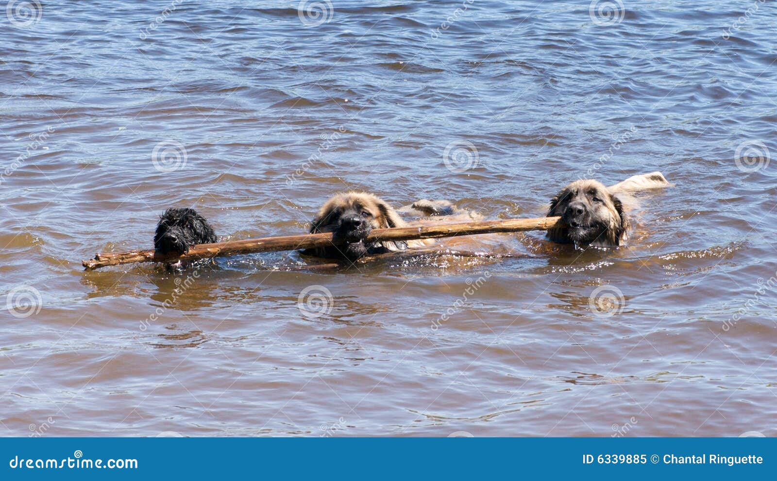Big enough for three dogs stock image. Image of friends 6339885