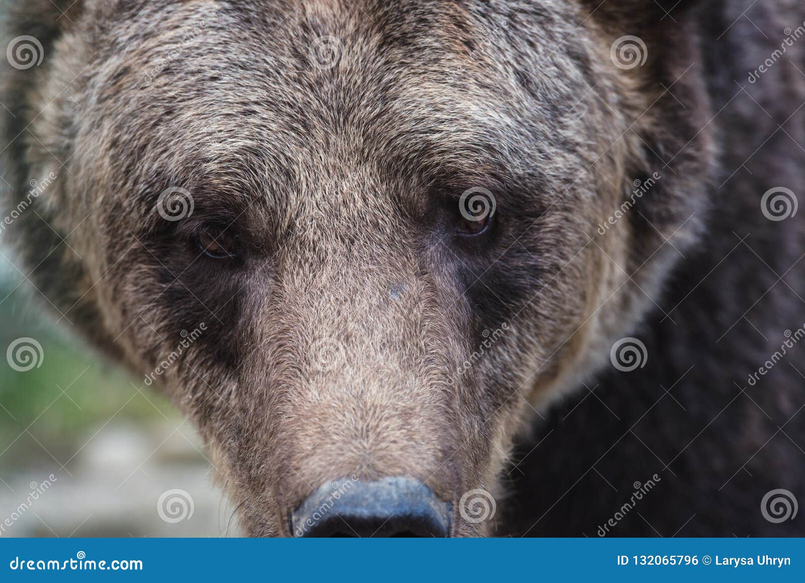 big european brown bear ursidae, ursus arctos with expressive sad eyes, extremely close-up