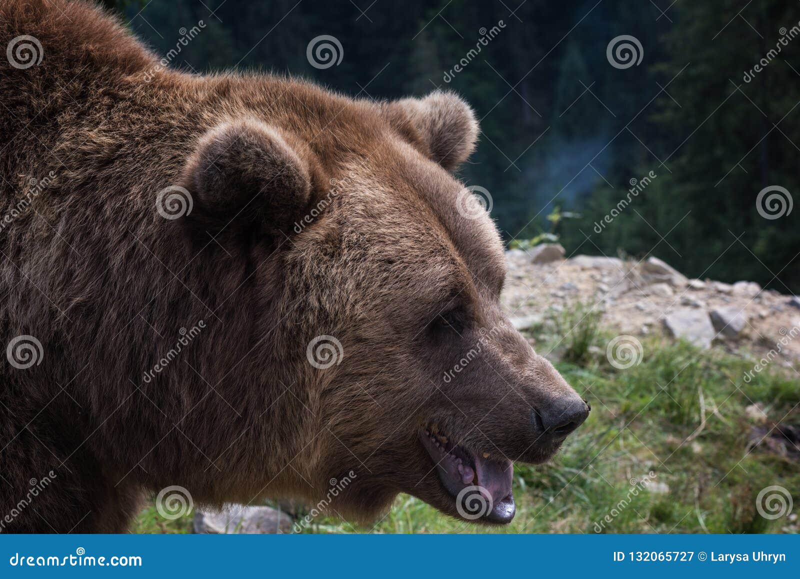 big european brown bear ursidae, ursus arctos with expressive sad eyes on the forest background