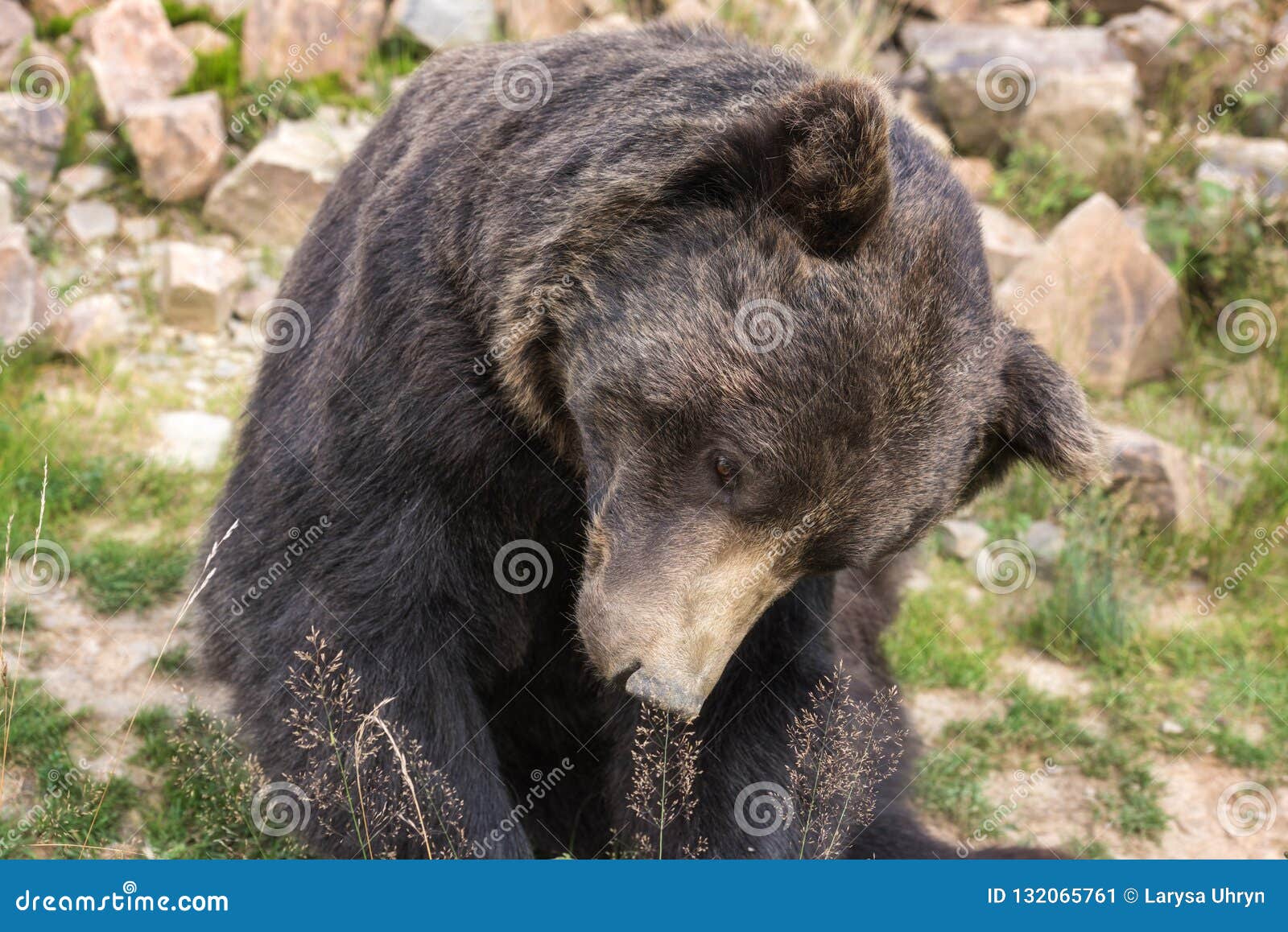 big european brown bear ursidae, ursus arctos with expressive sad eyes on the forest background