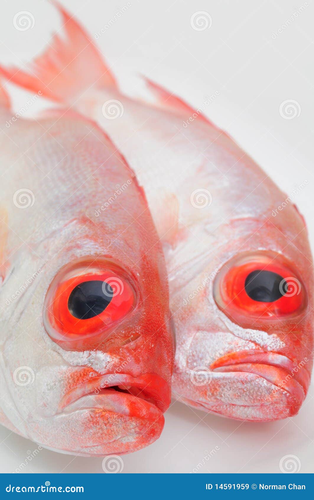 Sniper Fish Stock Photos - Free & Royalty-Free Stock Photos from Dreamstime