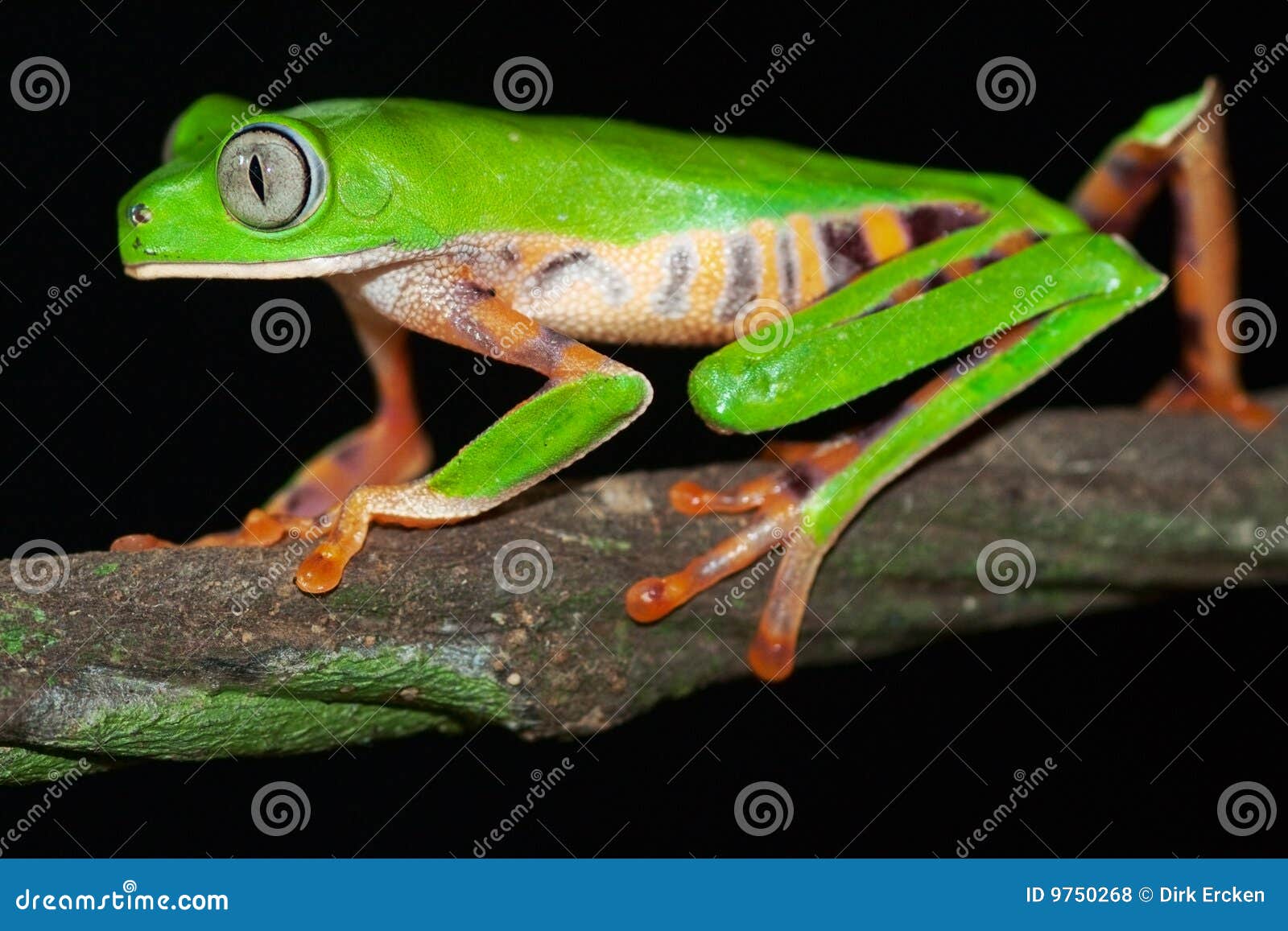 big eyed green tree frog tropical jungle amphibian