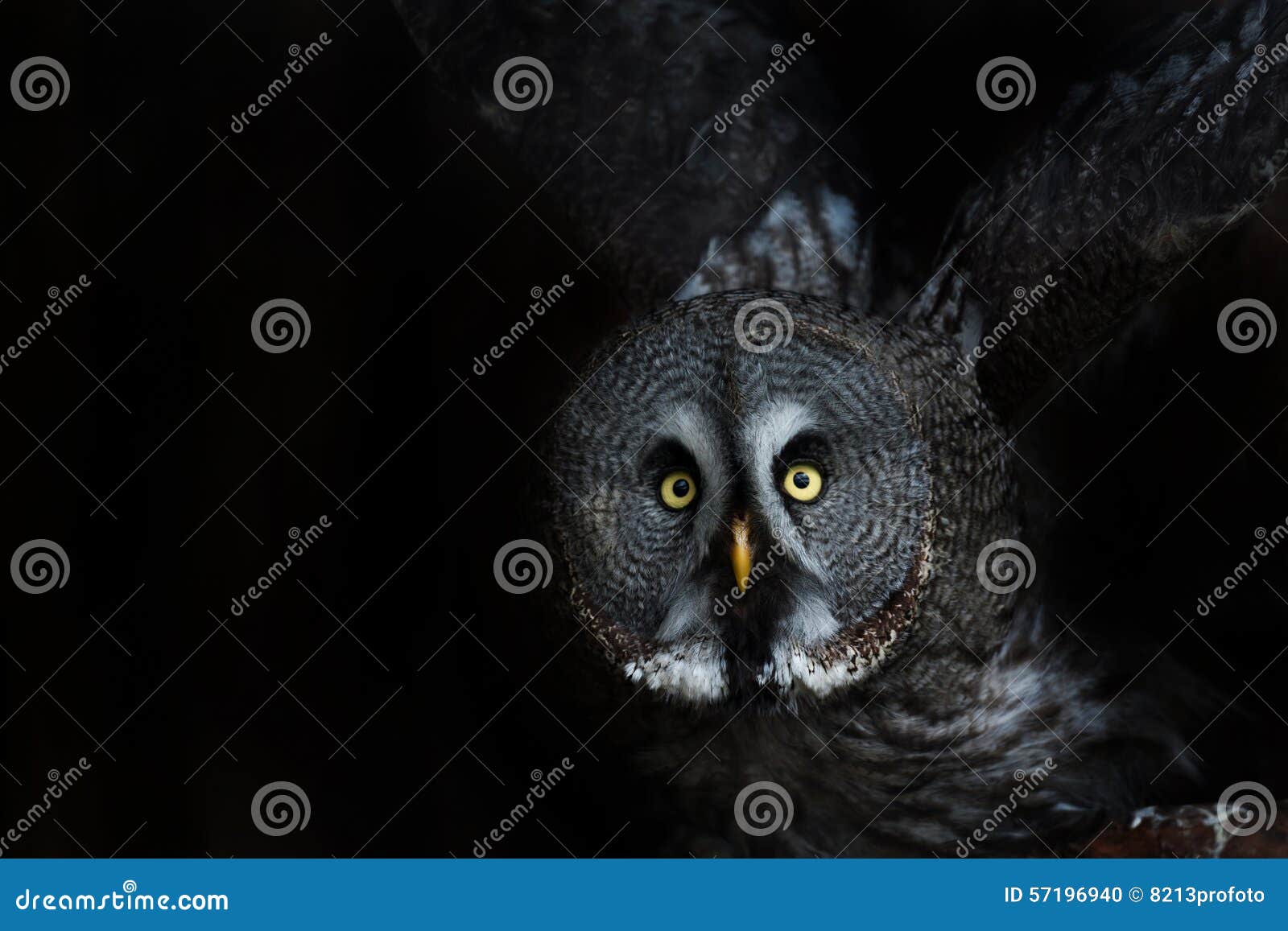 Big eyed owl, staring owl stock photo. Image of curious 57196940