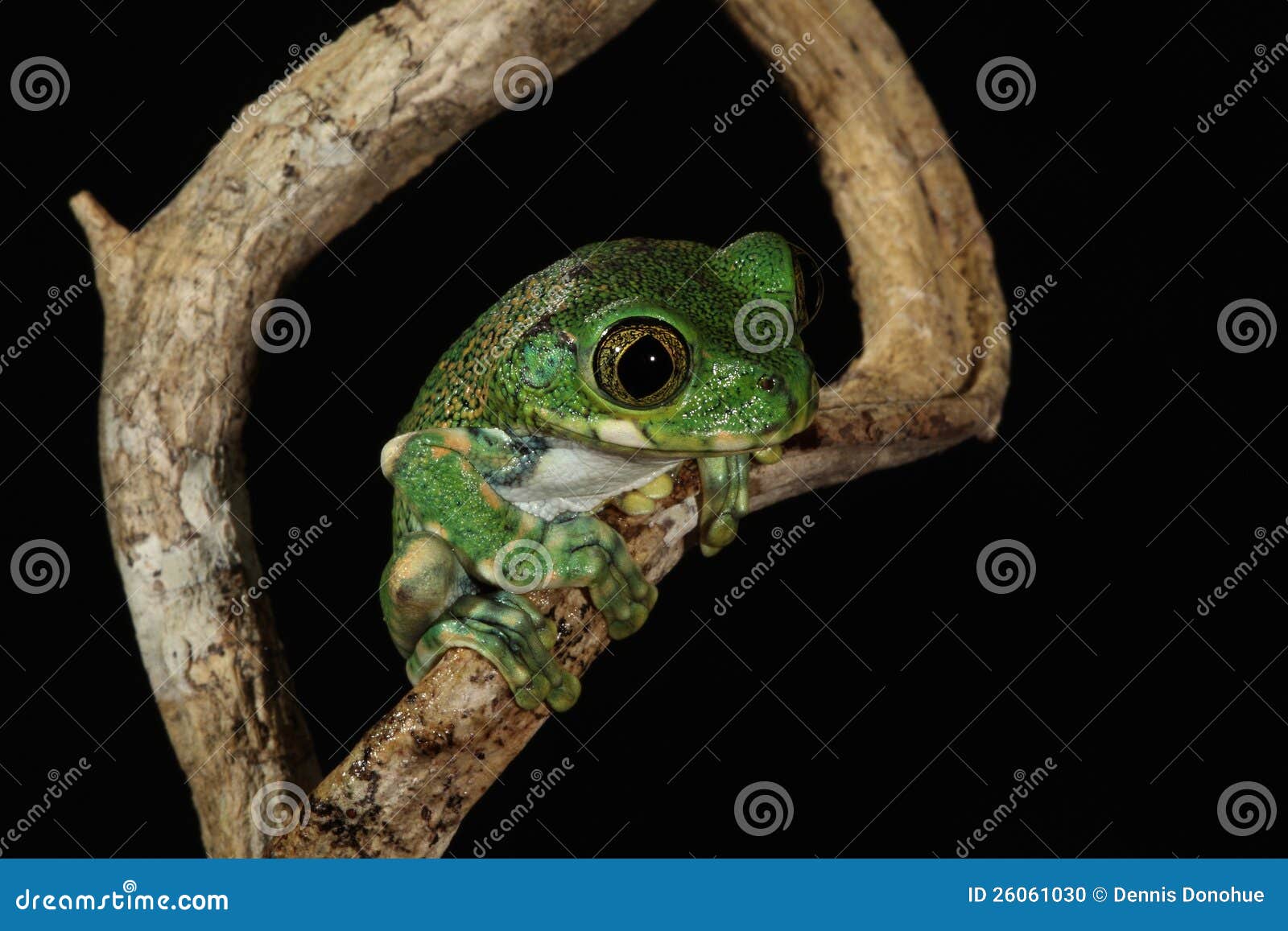 Big-eyed Tree Frog stock photo. Image of tree, rain, central - 26061030