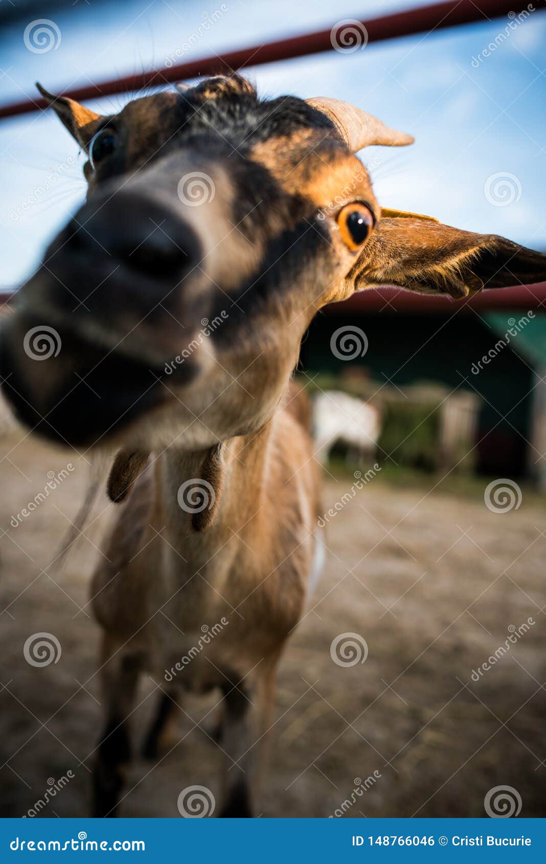 funny expressive goat closeup portrait