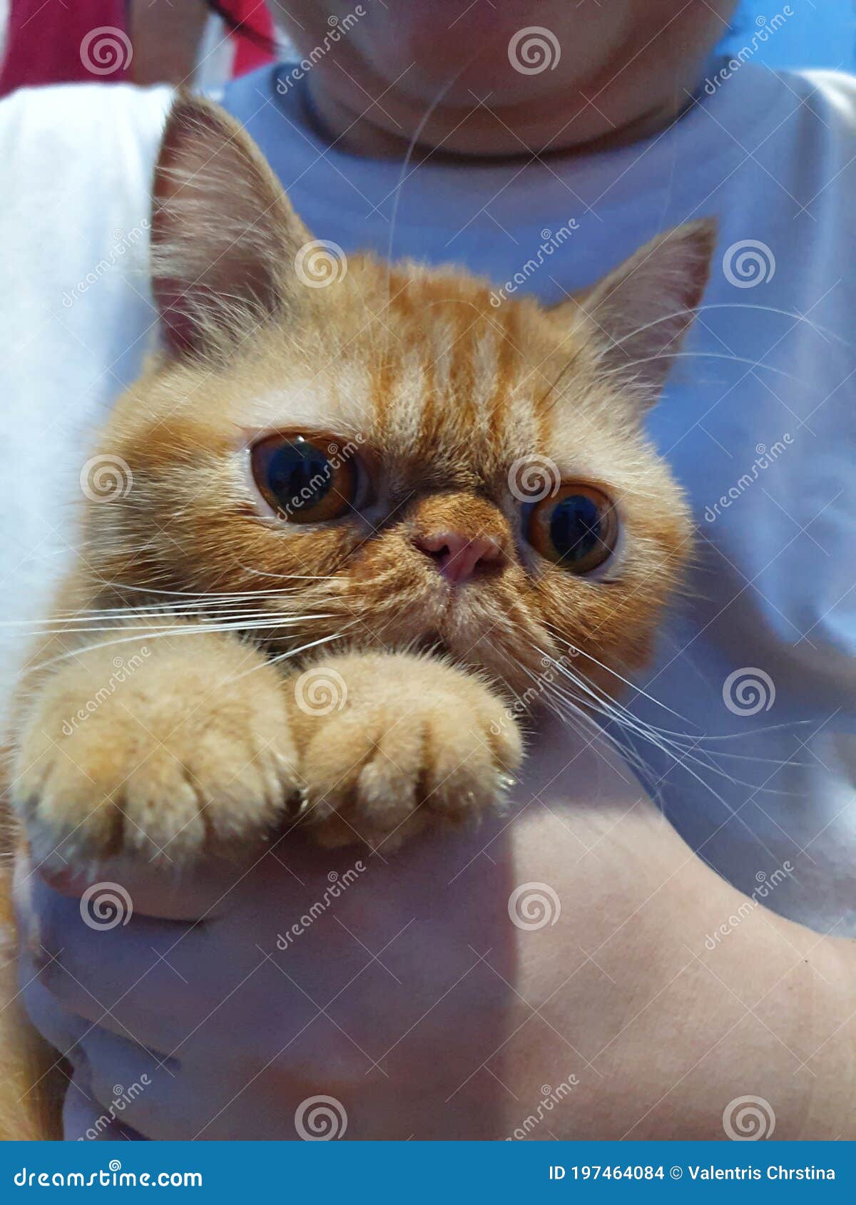 Big Eyes Peaknose Orange Cat Stock Photo Image of peaknose, orange