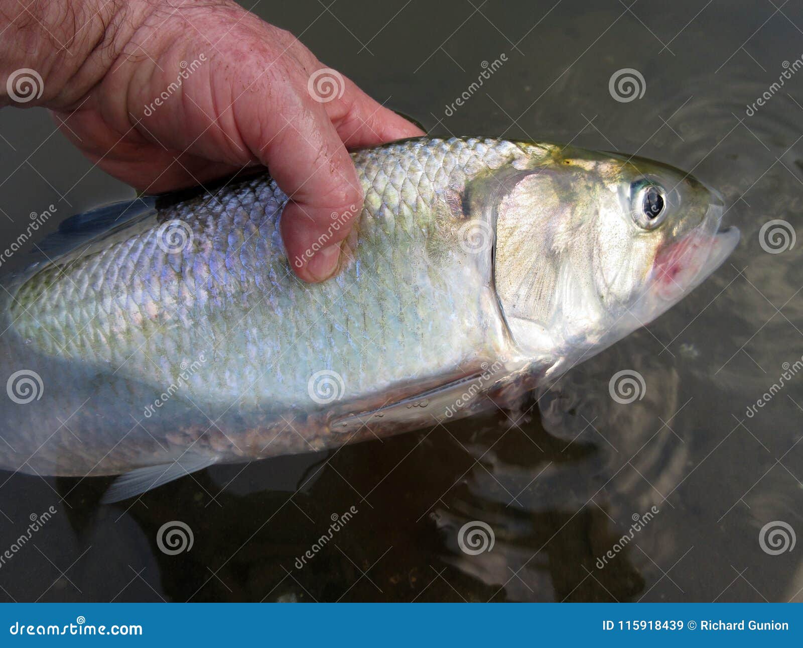 Big Fat American Shad from the Potomac Stock Image - Image of catch,  scales: 115918439