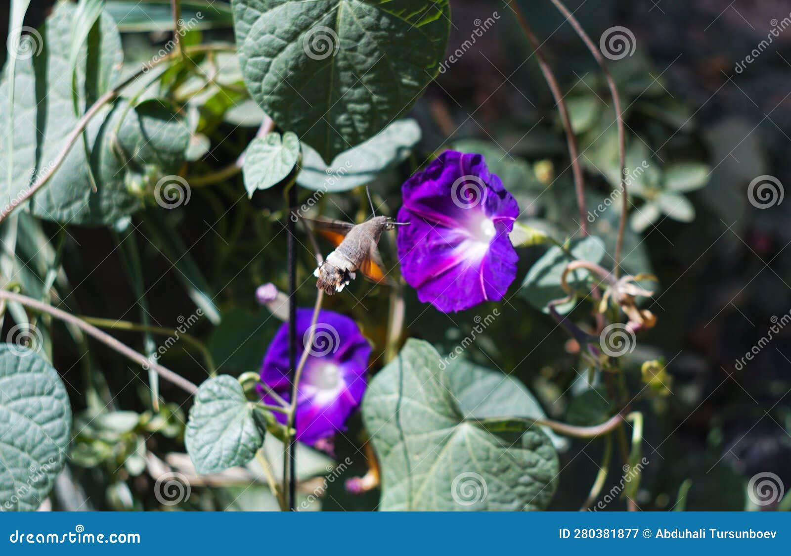 A Big Fat Butterfly Flies Around the Flower Stock Image Image of