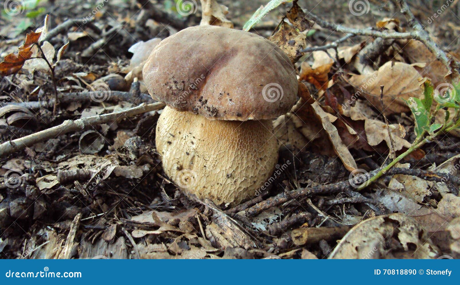 Big fat mushroom stock photo. Image of outdoors, natural 70818890