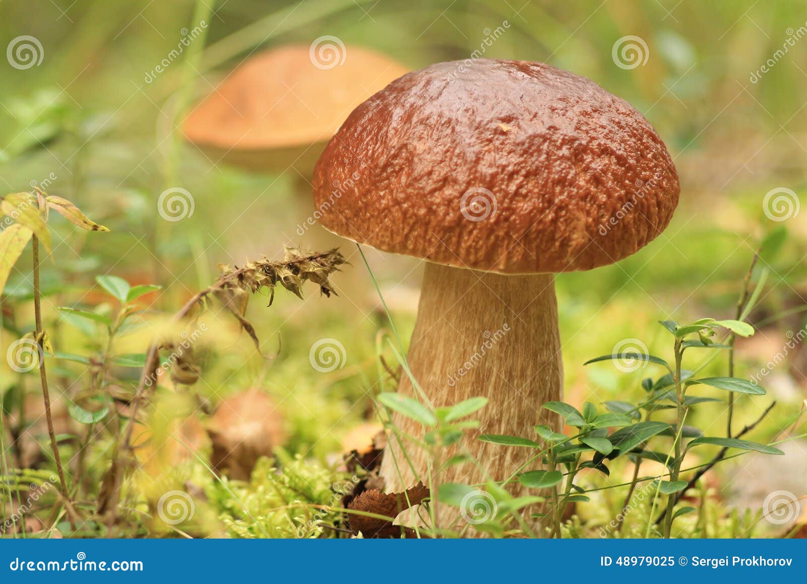 A big fat mushroom stock image. Image of hobby, autumn 48979025