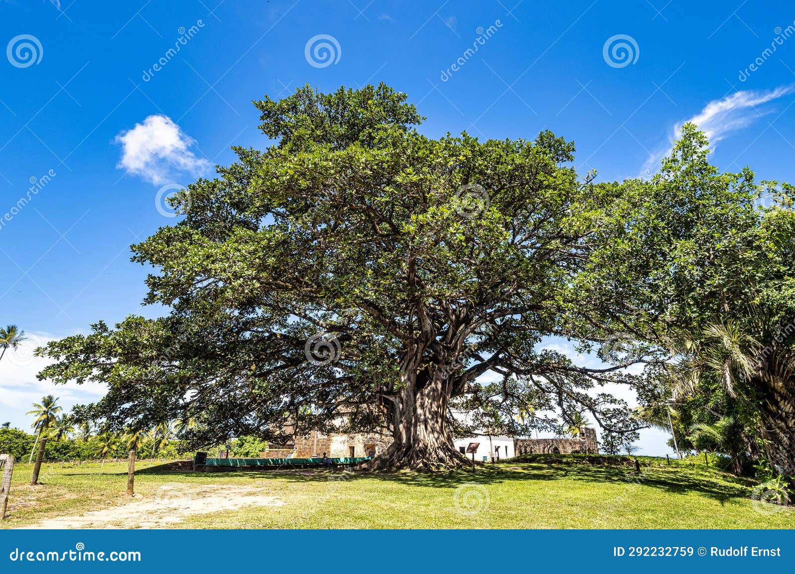 big ficus tree in front of the garcia d'avila castle, in the praia do forte, mata de sao joao, bahia, brazil