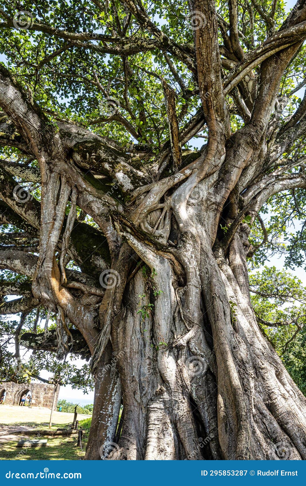 big ficus tree in front of the garcia d'avila castle, in the praia do forte, mata de sao joao, bahia, brazil