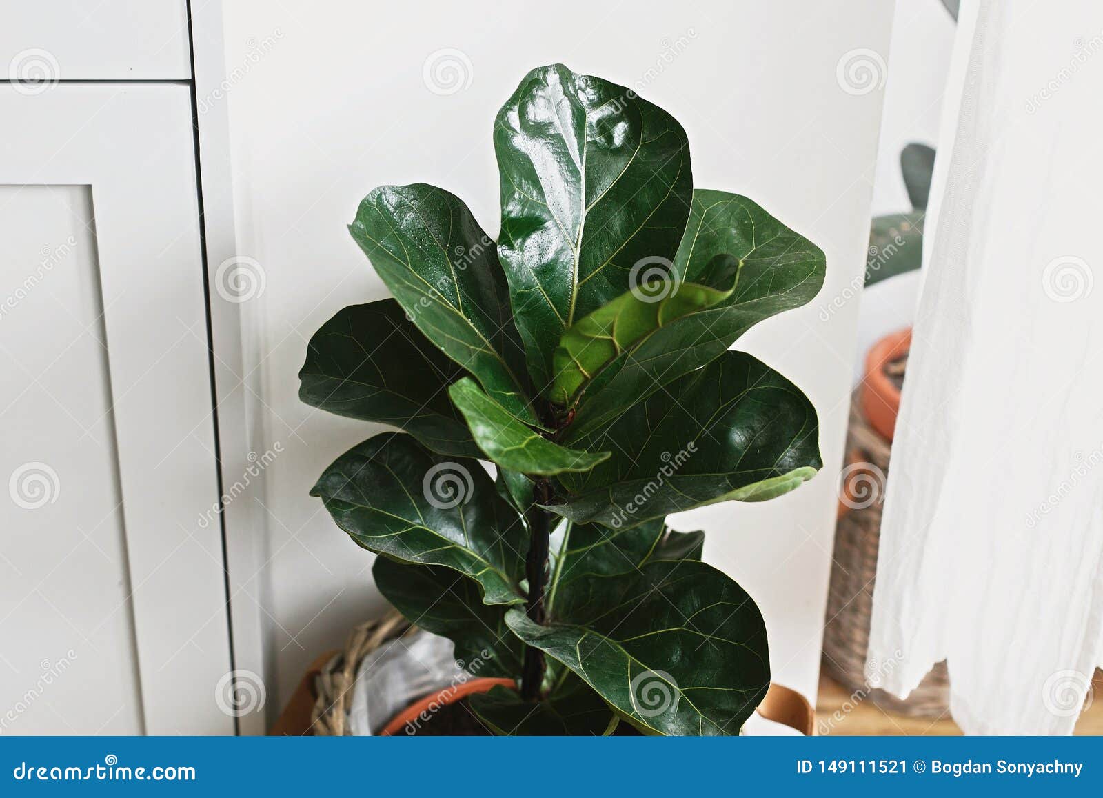 big fiddle leaf fig tree in stylish modern pot near kitchen furniture. ficus lyrata leaves, stylish plant on wooden floor in