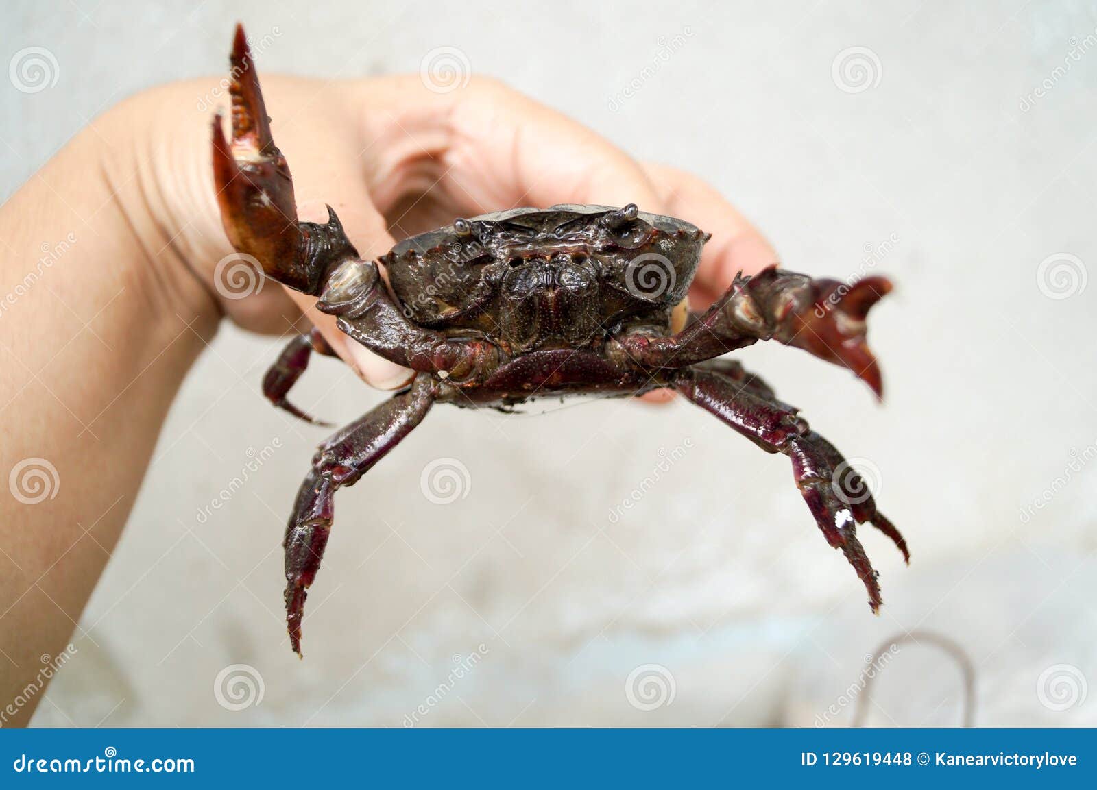 Big Field Crab Prepare Fighting but Hand Catch it. Stock Photo