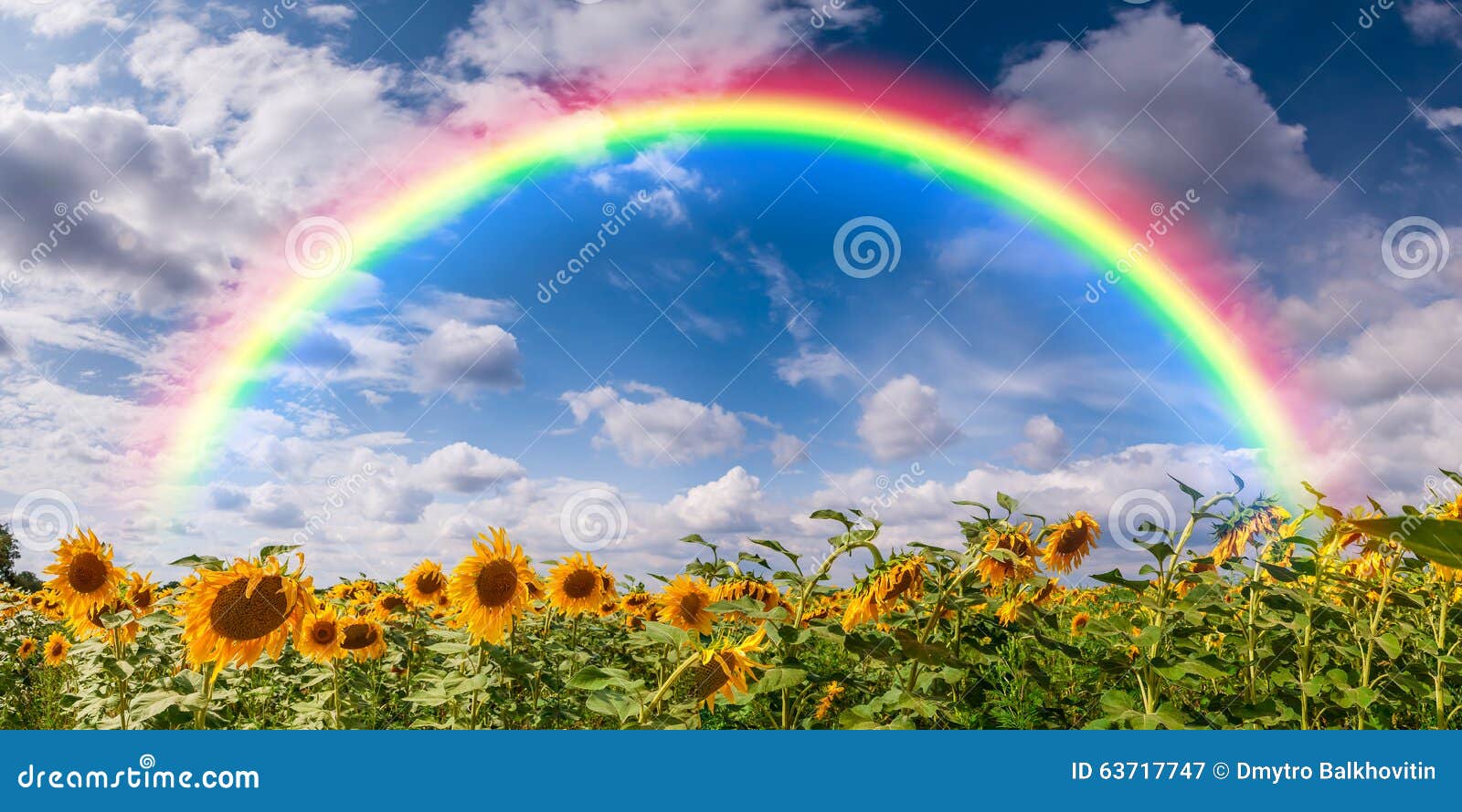 Big Field Sunflowers And Rainbow Stock Image Image Of Field
