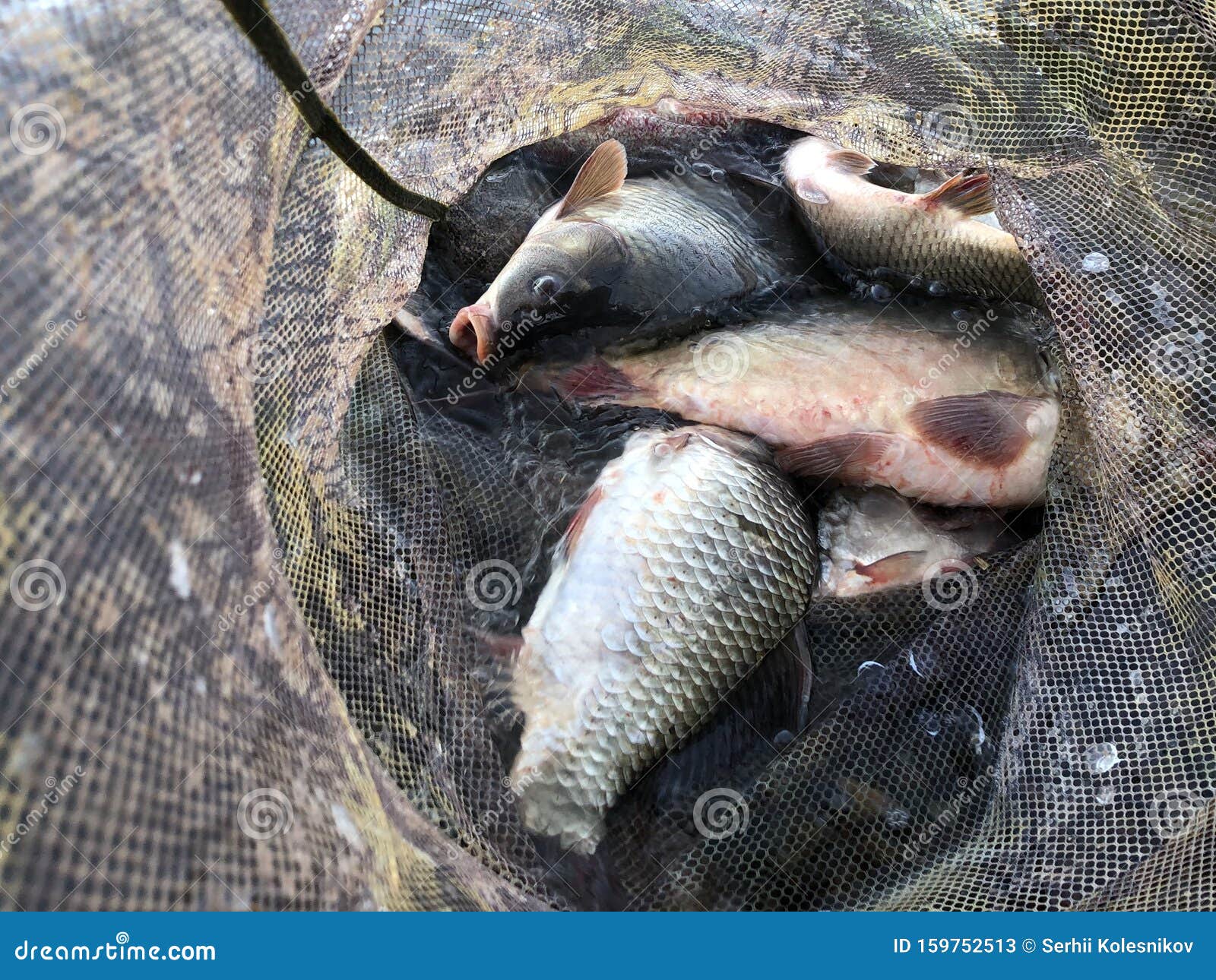 https://thumbs.dreamstime.com/z/big-fish-fishing-net-large-freshwater-lies-concept-good-catch-sport-159752513.jpg