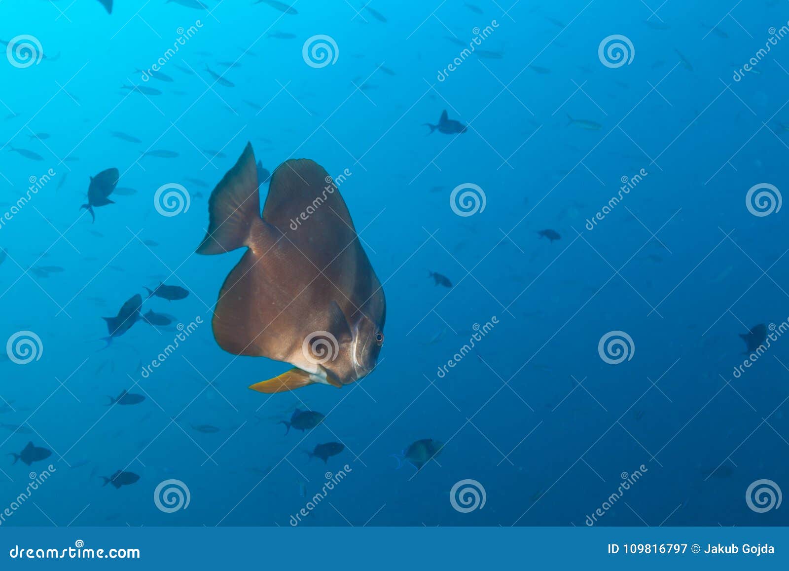Big Flat Fish in Indian Ocean Stock Image - Image of conservation, barrier:  109816797