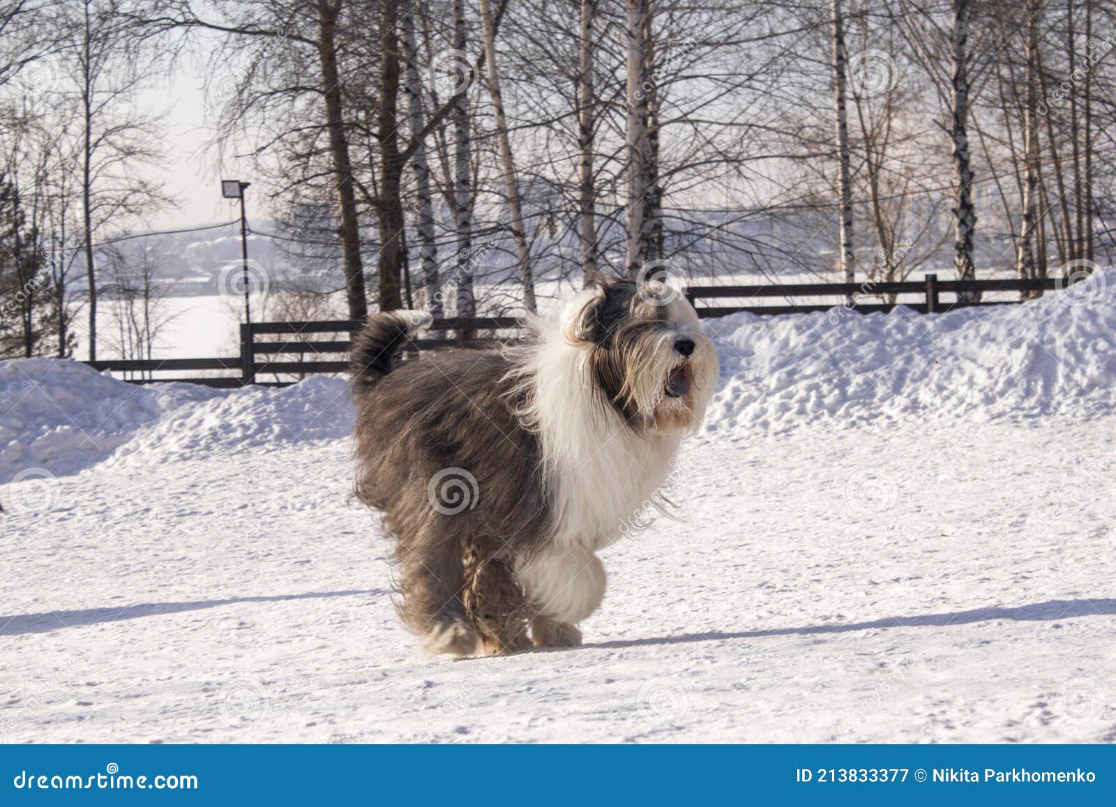 Puppy Of Old English Sheepdog In Snowy Field Stock Photo, Picture and  Royalty Free Image. Image 11977457.