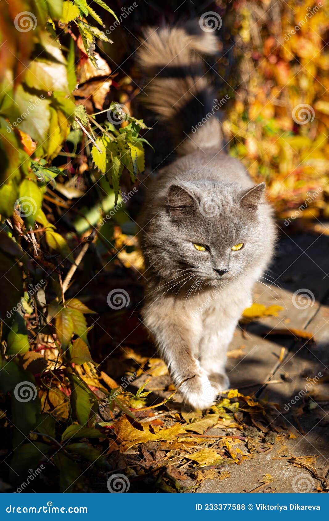 a big, fluffy, gray cat defiles on a wooden platform.