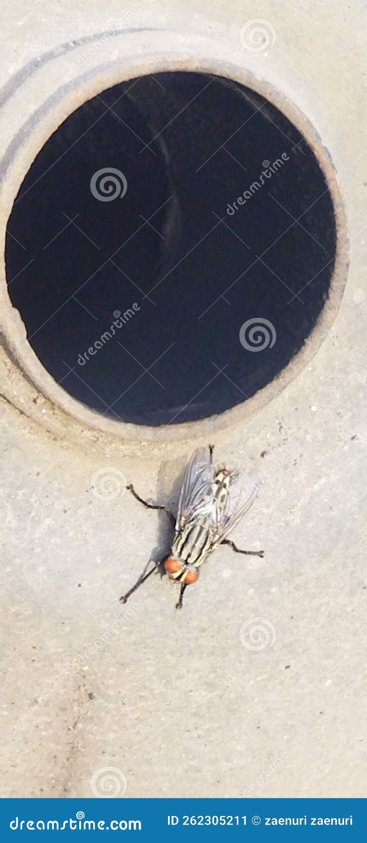 A Big Fly from Indonesia that Landed on a Motorcycle Exhaust. Where a